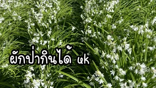 พาเข้าป่าเก็บผัก#Tree-corner-leek#ผักป่ากินได้uk#กระเทียมป่าอีกชนิด