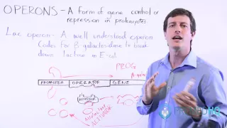 Lac Operon