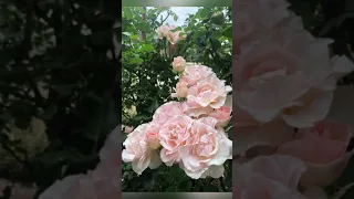 约翰.斯特劳斯玫瑰 花团锦簇 自成一个花园 Johann Strauss Rose Spring-Summer 2021