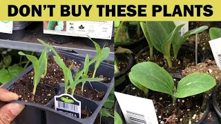 12 Plants VERY Easy to Grow, DO NOT Buy These Plants from Nursery