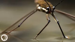 This Is Why Water Striders Make Terrible Lifeguards | Deep Look