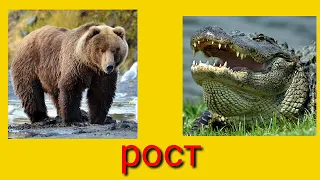 Кадьяк vs алигатор