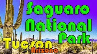 Tucson Arizona | Saguaro National Park in Tucson, AZ