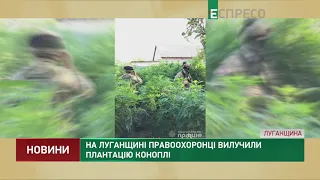 На Луганщині правоохоронці вилучили плантацію коноплі