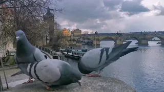 Поэтическая Прага.