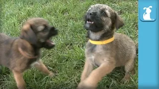 Bouncing Border Terrier Puppies Have The MOST Energy!!! - Puppy Love