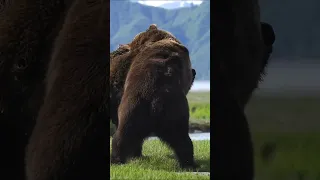Two HUGE male Alaskan brown bears battle it out