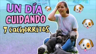 NIÑERA POR UN DÍA de 7 cachorritos  NatalyPop