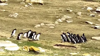 Two groups of penguins stop for a chat | Rockhopper penguins | Falkland Islands || WooGlobe Penguins