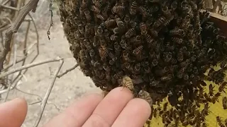 Cómo capturar o rescatar un enjambre de abejas