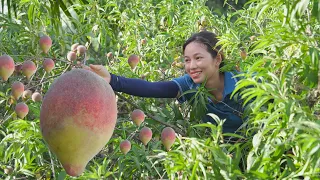 Harvesting Peaches Fruit (Peach Snow) Go to the market to sell | Phuong - Harvesting