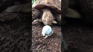 baby tortoise meet his mother