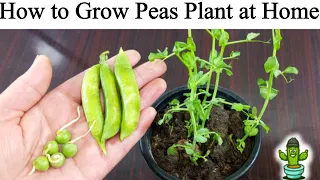 How To Grow Peas Plants At Home by Gardening Gul-e-rana