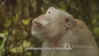 Harold The Unlikely Ape King