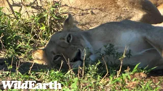 WildEarth - Sunset Safari - 20 October 2023