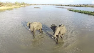 Amazing Selous by Drone - African Wildlife Aerial Video in 4K
