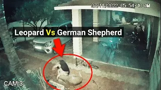 Leopard attacks German Shepherd dog, but brave GSD fights back | Leopard vs German Shepherd