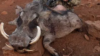 Cape Buffalo and plains game hunting