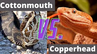 Venomous Snakes Of Georgia: Cottonmouth Vs Copperhead