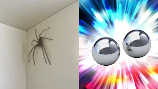 HUGE "Spider Balls" !!? ('Balls of steel')