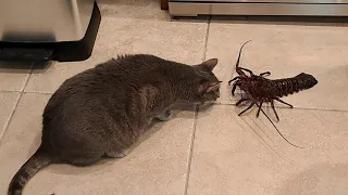 Cat vs spiny lobster