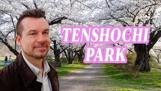 Cherry Blossoms at Tenshochi Park - One of the Three Best Sakura Spots in North Japan