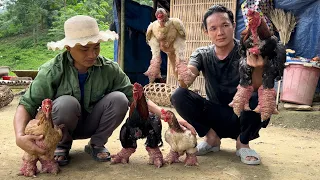 Zon bought a strange breed of chicken that he had never seen before to raise, Vang Hoa