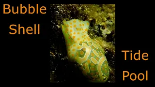 Tide Pool in Kona, Hawaii - Cymbal Bubble Shell - Lamprohaminoea cymbalum Sea Slug