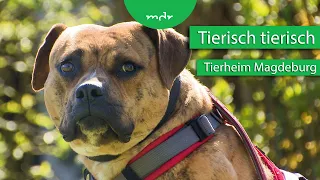 Tiervermittlung aus dem Tierheim Magdeburg | Tierisch tierisch | MDR