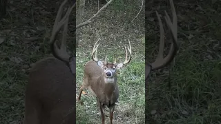 Giant Framed Buck named SCISSORS #deerhunting #bowhunting #deer #huntingseason #hunting #outdoors