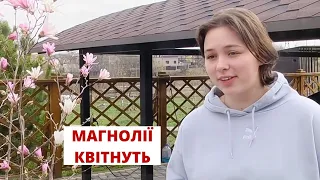 У Вінниці квітнуть магнолії: цікавинки про диво-дерево