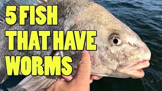 5 Fish That have Worms in Their Meat