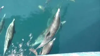 Dolphins jumping and playing in front of the boat.