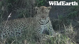 WildEarth - Sunrise  Safari - 25 May 2022