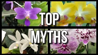 3 Myths About Phalaenopsis Orchids! Phalaenopsis Orchid Care For Beginners.