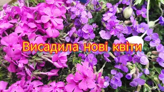 Висадила нові квіточки.Обрієтта.Флокс.Анемона. Planting new flowers. Phlox. Aubrieta. #квіти