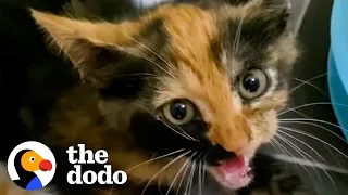 Woman Rescues Feral Kittens From An Abandoned Mansion | The Dodo Foster Diaries