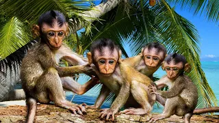 ! monkey funny!monkey babybaby monkemonkey funny video