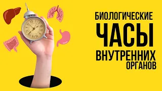 БИОЛОГИЧЕСКИЕ ЧАСЫ ВНУТРЕННИХ ОРГАНОВ | СУТОЧНАЯ АКТИВНОСТЬ НАШИХ ОРГАНОВ