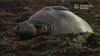 The Most Contented Elephant Seal