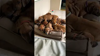 Nap Time | Rhodesian Ridgebacks