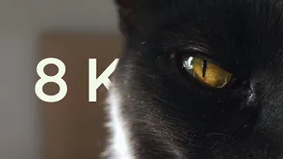 Cat in 8K • S23 Ultra 🤯