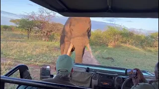 an elephant bull,the giant