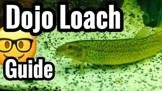 Dojo Loach Fish Care Guide