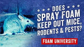 Does Spray Foam Keep out Mice, Rodents and Pests? | Foam University