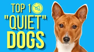 Top 10 Dogs That Don't Bark ( Barkless Dog Breeds )