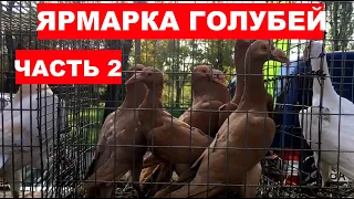 Выставка-ярмарка голубей и декоративных птиц. (7 ноября г.Кривой Рог Украина) ЧАСТЬ 2