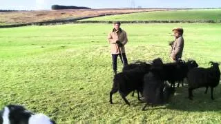 One woman and her dog: A sheepdog handling course in Cumbria