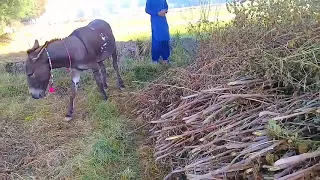 two bro donkey eat grass