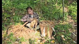 Go enter the Stemona tuberosa Lour peach forest. Stemonaceae for sale